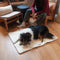 Portable Dog Mat
